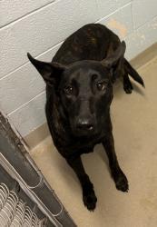 Shelter Stray Male Dog last seen Near Greenway St NW, GLEN BURNIE, MD, 21061, 411 Maxwell Frye Rd, Millersville, MD 21108, USA