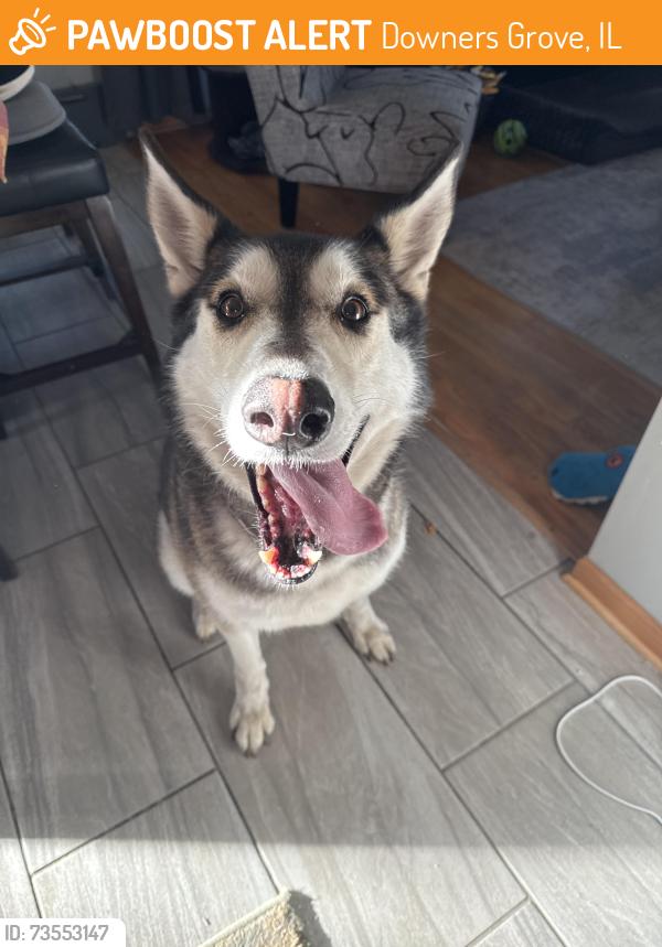 Found/Stray Female Dog last seen 40th and Glendenning, Downers Grove, IL 60515