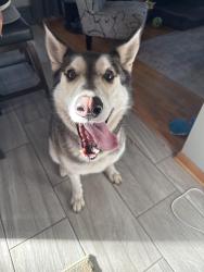 Found/Stray Female Dog last seen 40th and Glendenning, Downers Grove, IL 60515