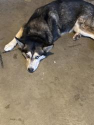 Found/Stray Male Dog last seen Hulen, Fort Worth, TX 76133