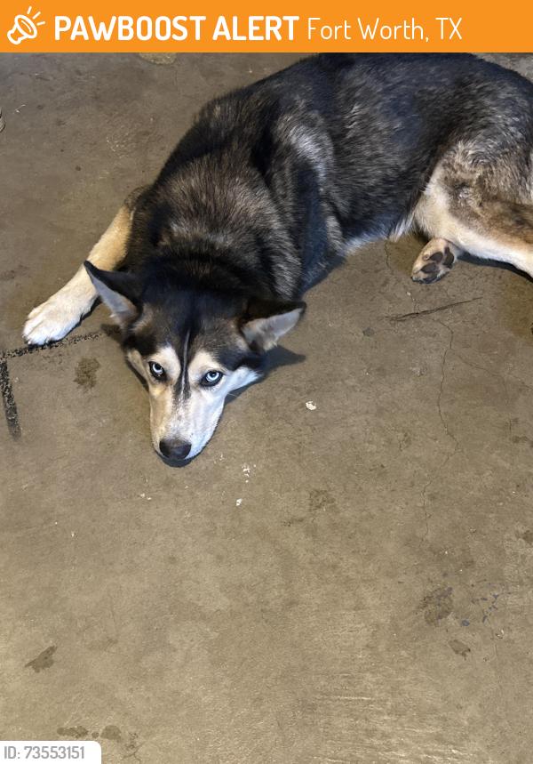 Found/Stray Male Dog last seen Hulen, Fort Worth, TX 76133