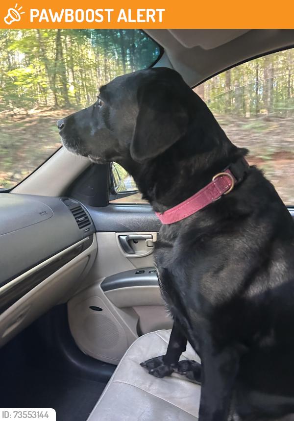 Found/Stray Female Dog last seen Near Parker bowe and Warren watt Iva, Anderson County, SC 29655