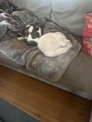 Lost Male Cat last seen Brooksdale road, Boston, MA 02135