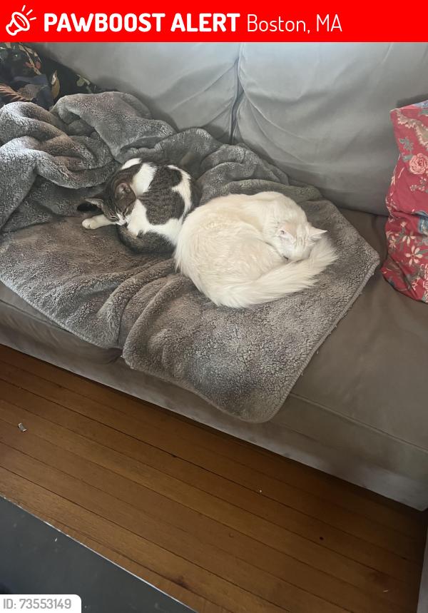 Lost Male Cat last seen Brooksdale road, Boston, MA 02135