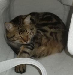 Reunited Male Cat last seen Dover and Boyce Ave, Los Angeles, CA 90039