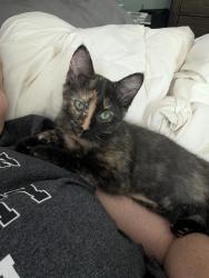 Lost Female Cat last seen Blendon woods, Columbus, OH 43230