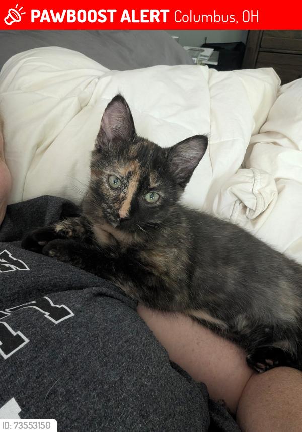 Lost Female Cat last seen Blendon woods, Columbus, OH 43230