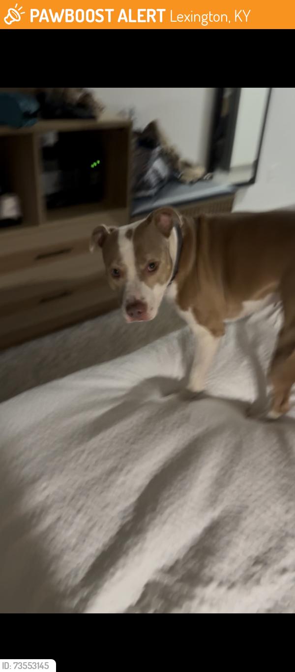 Found/Stray Female Dog last seen La Quinta Inn, Days Inn, Spearmint Rhino, McDonalds, Econo Lodge, Lexington, KY 40509