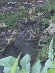 Found/Stray Unknown Cat last seen damyton and Arundel, Saint Paul, MN 55104