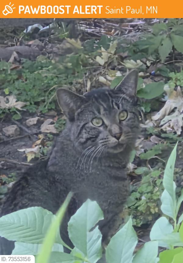 Found/Stray Unknown Cat last seen damyton and Arundel, Saint Paul, MN 55104