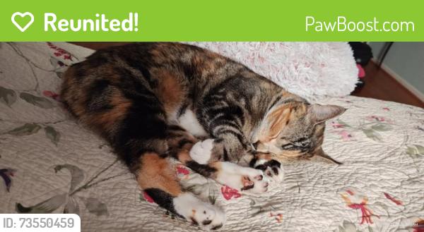 Reunited Female Cat last seen Conservatory and Dolan Mill, Downingtown, PA 19335