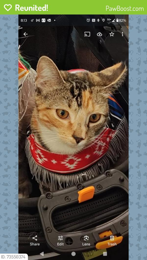 Reunited Female Cat last seen Dorlan Mill Rd and conservatory way, Downingtown, PA 19335