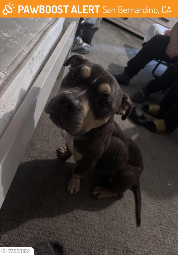 Found/Stray Male Dog last seen Medical center, San Bernardino, CA 92410