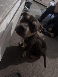 Found/Stray Male Dog last seen Medical center, San Bernardino, CA 92410