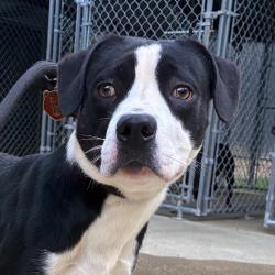 Shelter Stray Male Dog last seen , 4900 Milgen Rd, Columbus, GA 31907, USA