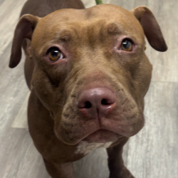 Shelter Stray Female Dog last seen , 2960 Shafto Rd, Tinton Falls, NJ 07753, USA
