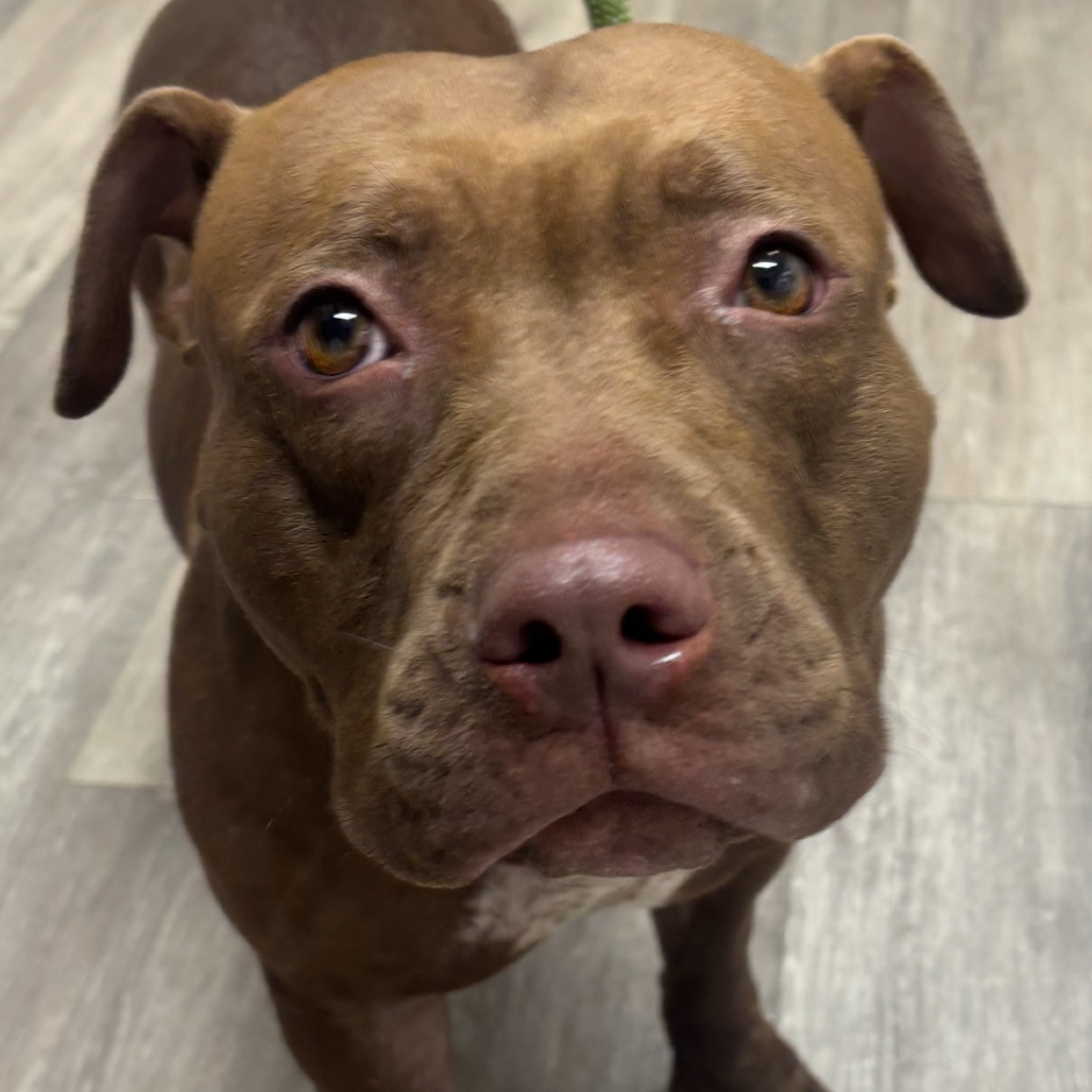 Shelter Stray Female Dog last seen , 2960 Shafto Rd, Tinton Falls, NJ 07753, USA