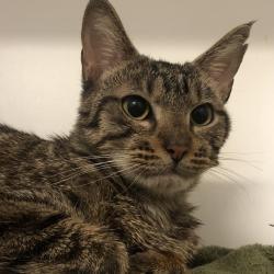 Shelter Stray Male Cat last seen , Animal Care & Control Team of Philly, 111 W Hunting Park Ave, Philadelphia, PA 19140, USA