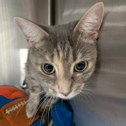 Shelter Stray Female Cat last seen , 124 Evergreen Ave, Newark, NJ 07114, USA