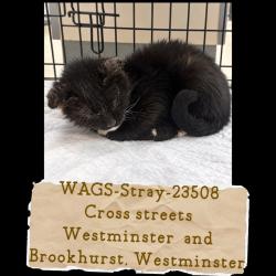 Shelter Stray Female Cat last seen , 6621 Westminster Ave, Garden Grove, CA 92844, USA