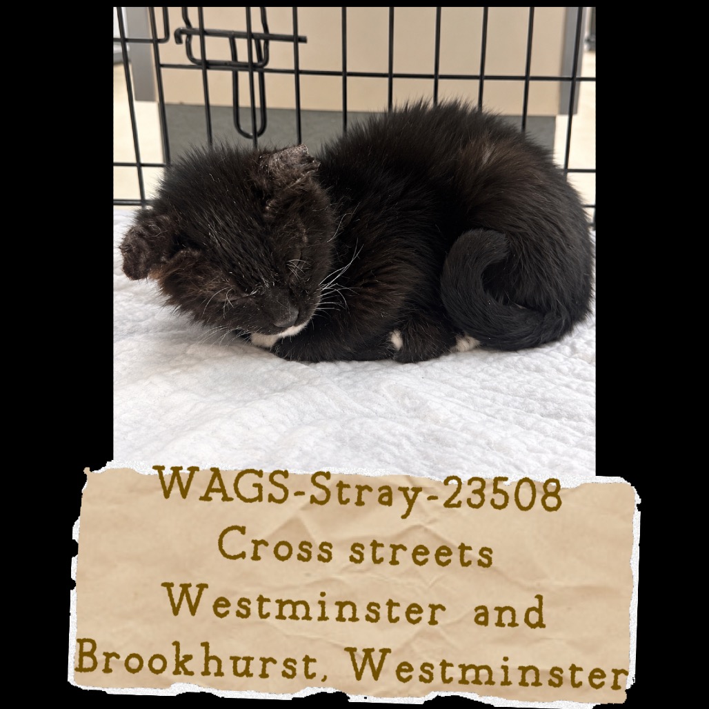 Shelter Stray Female Cat last seen , 6621 Westminster Ave, Garden Grove, CA 92844, USA