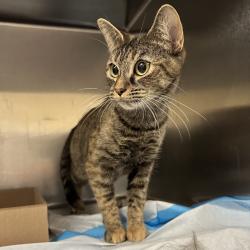 Shelter Stray Female Cat last seen , Animal Care & Control Team of Philly, 111 W Hunting Park Ave, Philadelphia, PA 19140, USA