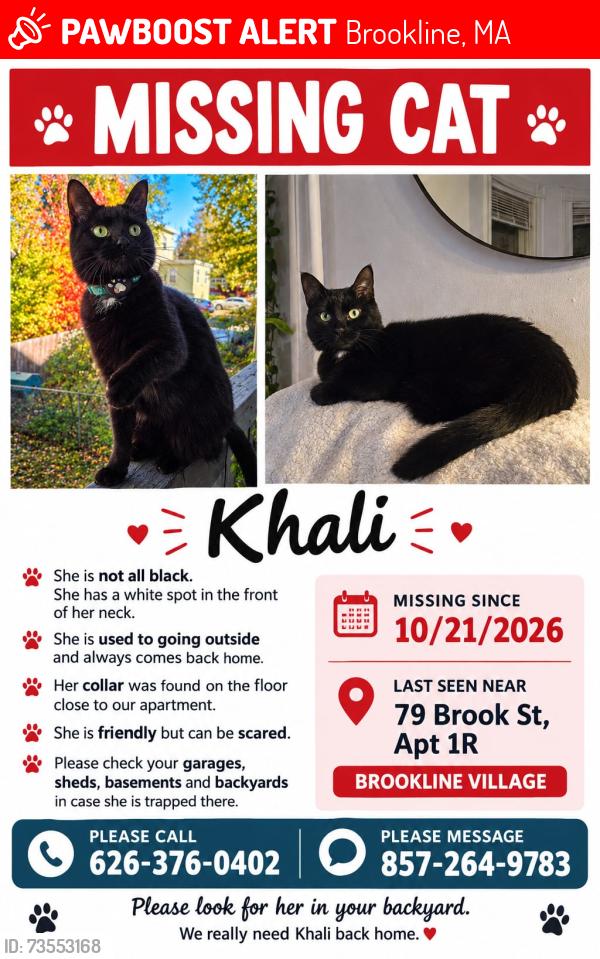 Lost Female Cat last seen Brookline village, Brookline, MA 02445