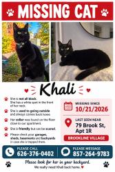 Lost Female Cat last seen Brookline village, Brookline, MA 02445