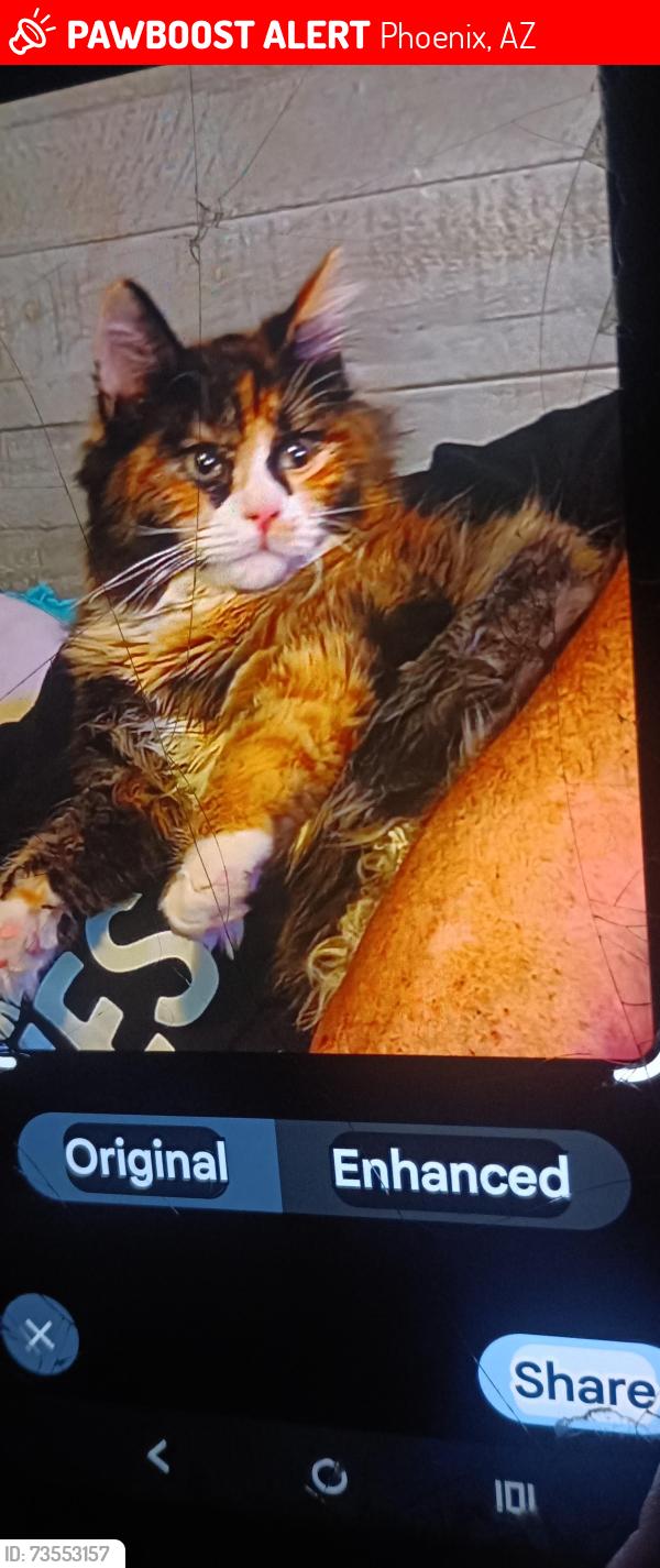 Lost Female Cat last seen Indian School/59ave, Phoenix, AZ 85033