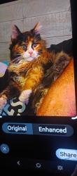 Lost Female Cat last seen Indian School/59ave, Phoenix, AZ 85033