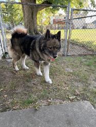 Found/Stray Male Dog last seen Anita drive, Fairview Heights, IL 62208