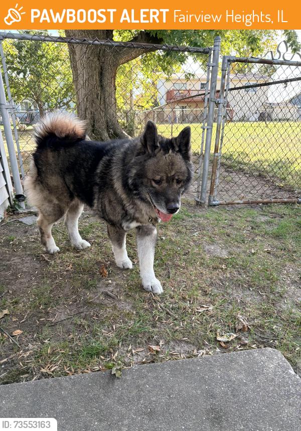 Found/Stray Male Dog last seen Anita drive, Fairview Heights, IL 62208