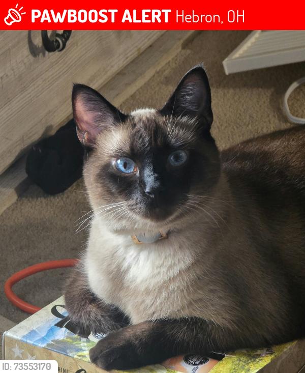 Lost Male Cat last seen Buckeye lake mobile homes, Hebron, OH 43025