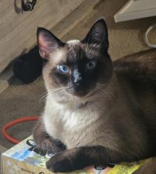 Lost Male Cat last seen Buckeye lake mobile homes, Hebron, OH 43025