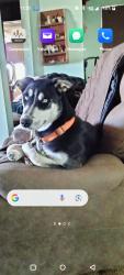 Lost Female Dog last seen Cambria and Camprock, Los Angeles, CA 90018