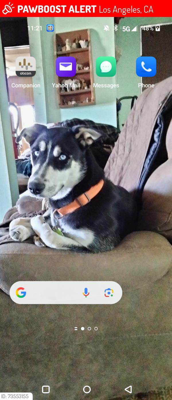 Lost Female Dog last seen Cambria and Camprock, Los Angeles, CA 90018