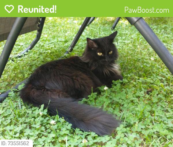 Reunited Female Cat last seen Crestview and Bantry, Cincinnati OH 45213, Cincinnati, OH 45213