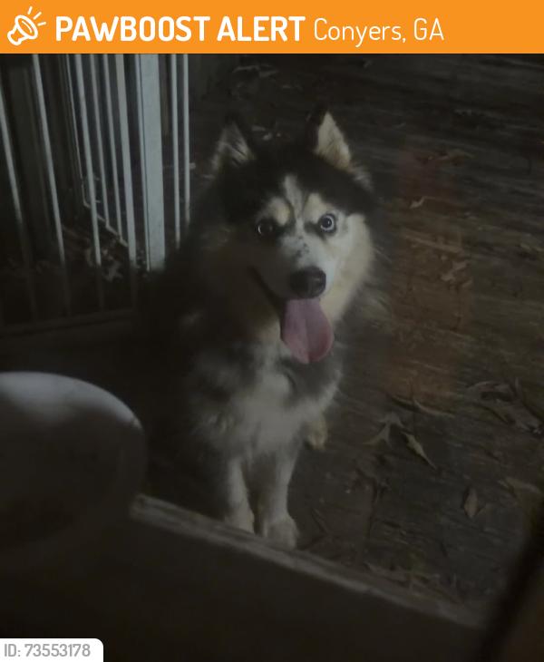 Found/Stray Female Dog last seen Target, Conyers, GA 30094