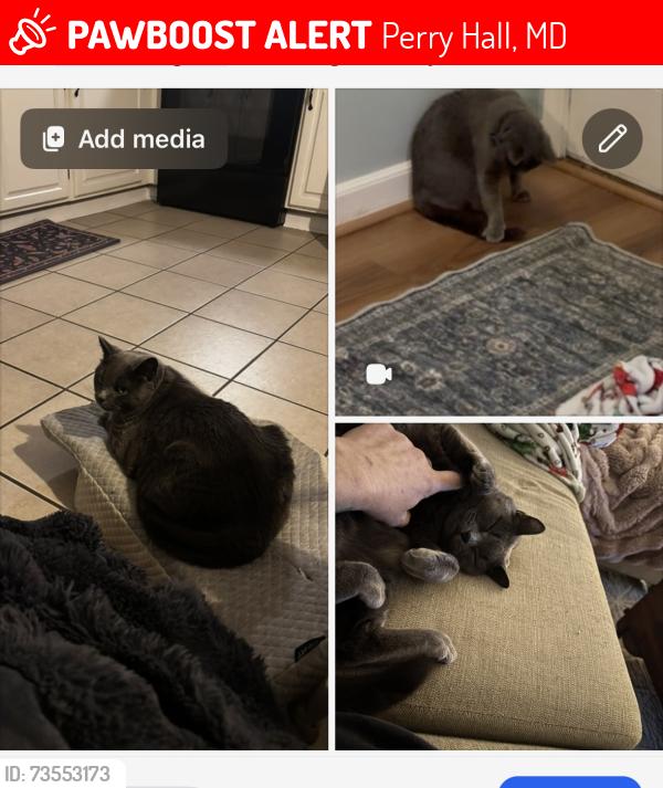 Lost Unknown Cat last seen Bryce and cottington, Perry Hall, MD 21236
