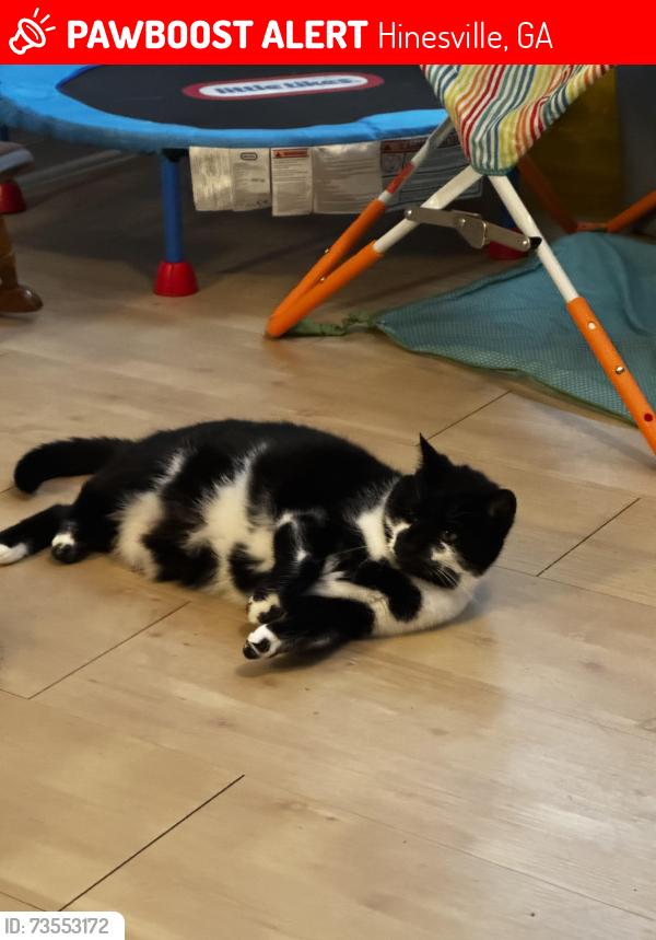 Lost Female Cat last seen Grandview Drive, Hinesville, GA 31313