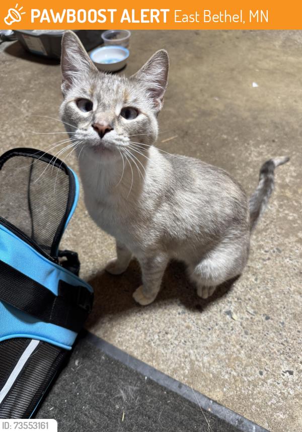 Found/Stray Female Cat last seen Near & 7th st ne, East Bethel, MN 55011