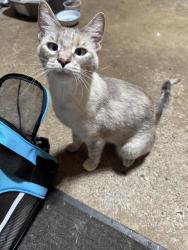 Found/Stray Female Cat last seen Near & 7th st ne, East Bethel, MN 55011