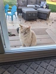 Found/Stray Female Cat last seen Scioto meadows blvd, north of 665/London Groveport Rd., Grove City, OH 43123