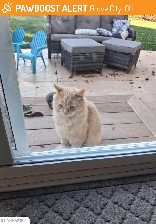Found/Stray Female Cat last seen Scioto meadows blvd, north of 665/London Groveport Rd., Grove City, OH 43123