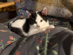 Reunited Male Cat last seen Knockbreda Gardens, Knockbreda Gardens,  