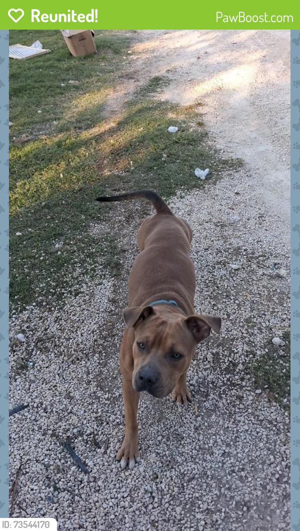 Reunited Male Dog last seen Near near vfw, Belton, TX 76513