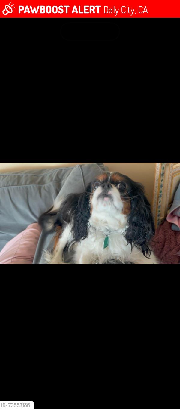 Lost Female Dog last seen Montebello, Daly City, CA 94015