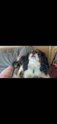 Lost Female Dog last seen Montebello, Daly City, CA 94015