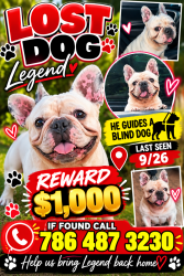 Lost Male Dog last seen 180th t, Miami, FL 33169