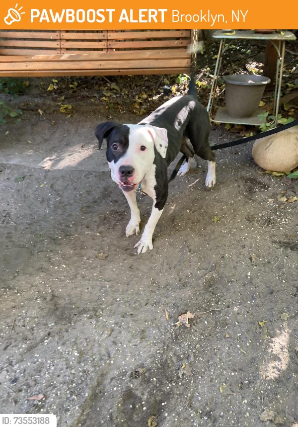Found/Stray Male Dog last seen Throop Ave at Vernon Ave, Brooklyn, NY 11221